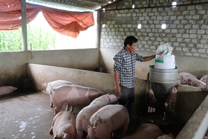 Thanh Hóa: Tiêu hủy 1.193 con lợn bị dịch tả lợn châu Phi